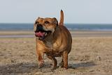 STAFFIE 256